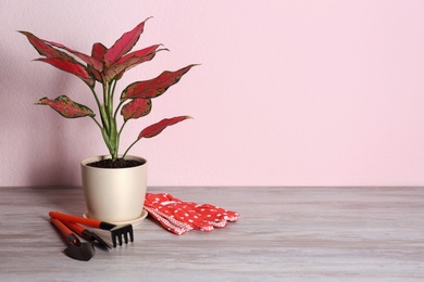 Photo of Beautiful Aglaonema plant and gardening tools on wooden table against pink background, space for text. House decor