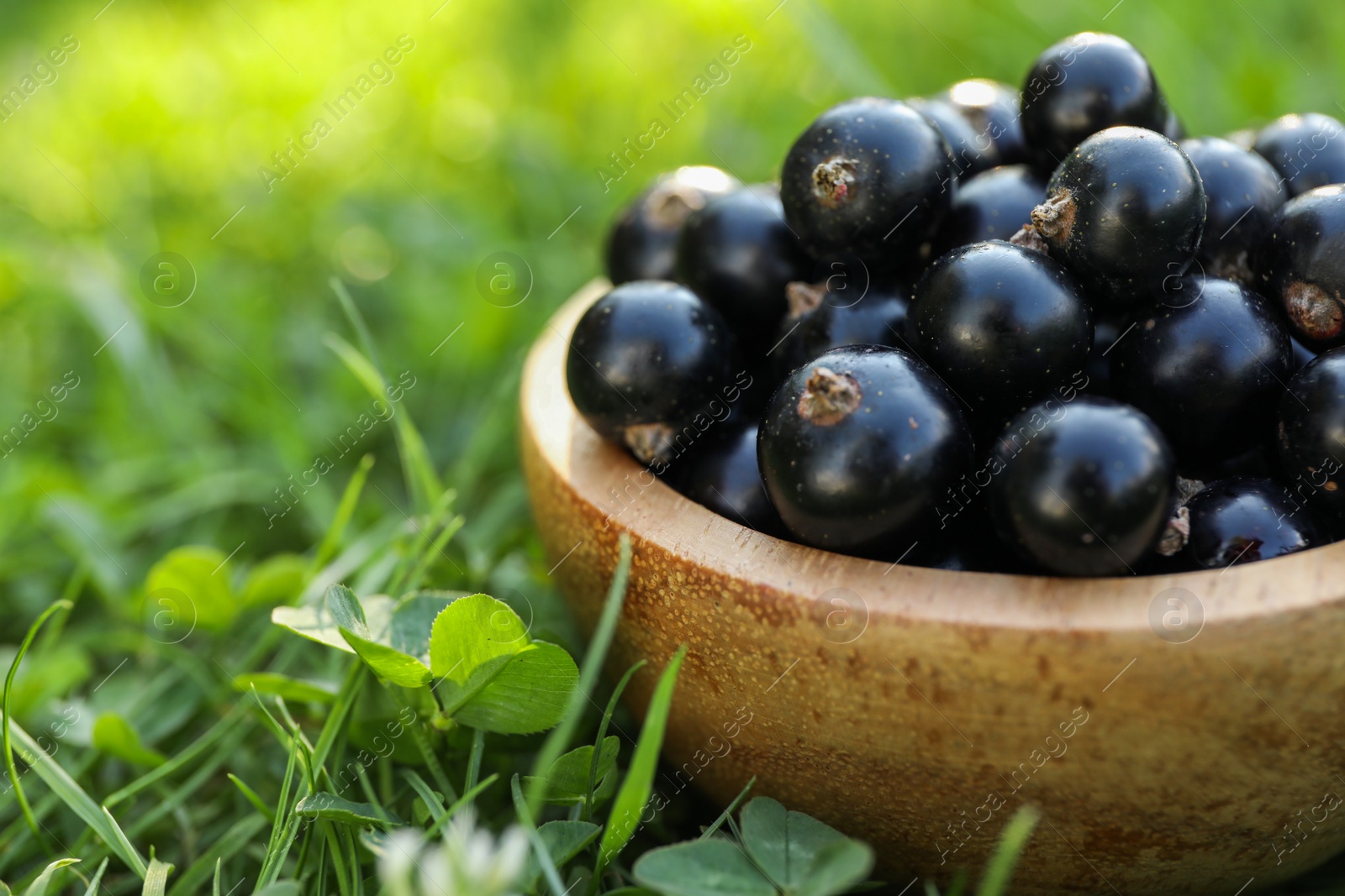 Photo of Ripe blackcurrants in bowl on green grass, closeup. Space for text