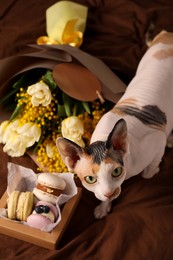 Bouquet of beautiful spring flowers, macarons and cute Sphynx cat on brown fabric, above view
