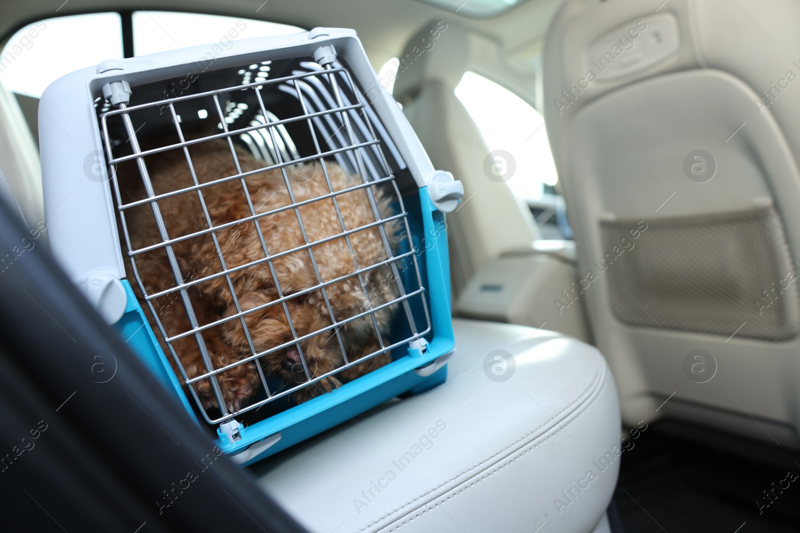 Photo of Cute dog in pet carrier travelling by car. Space for text