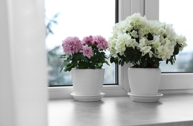 Beautiful chrysanthemum and azalea flowers in pots on windowsill indoors