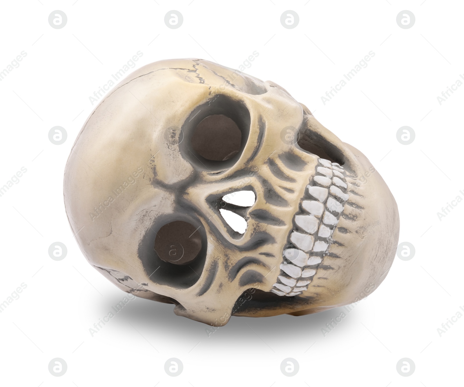 Photo of Human skull with teeth isolated on white