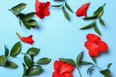 Photo of Flat lay composition with beautiful gladiolus flowers on blue background. Space for text