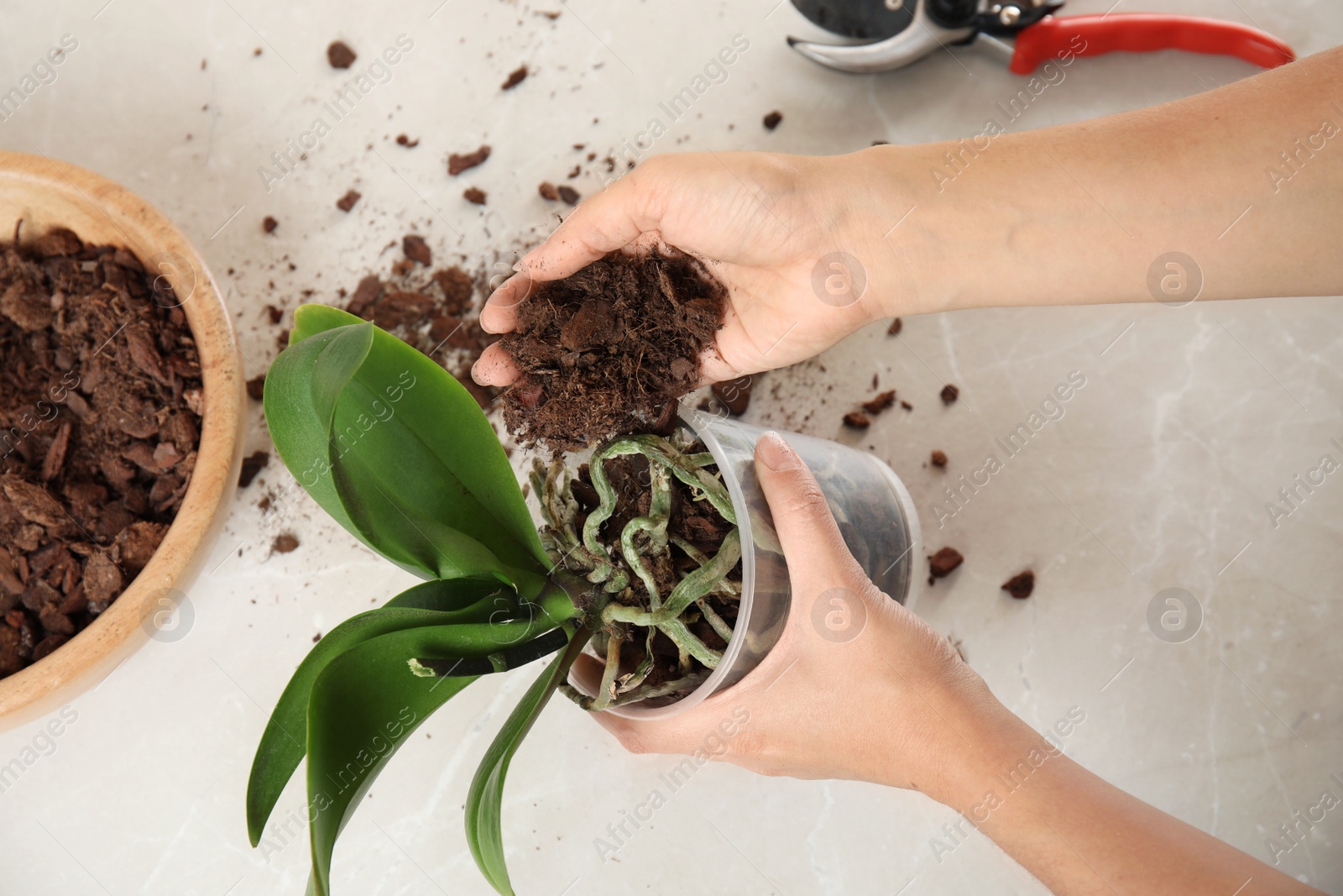 Photo of Woman transplanting orchid plant on table, closeup