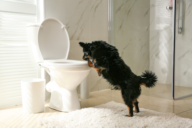 Photo of Cute dog looking into toilet bowl in modern bathroom