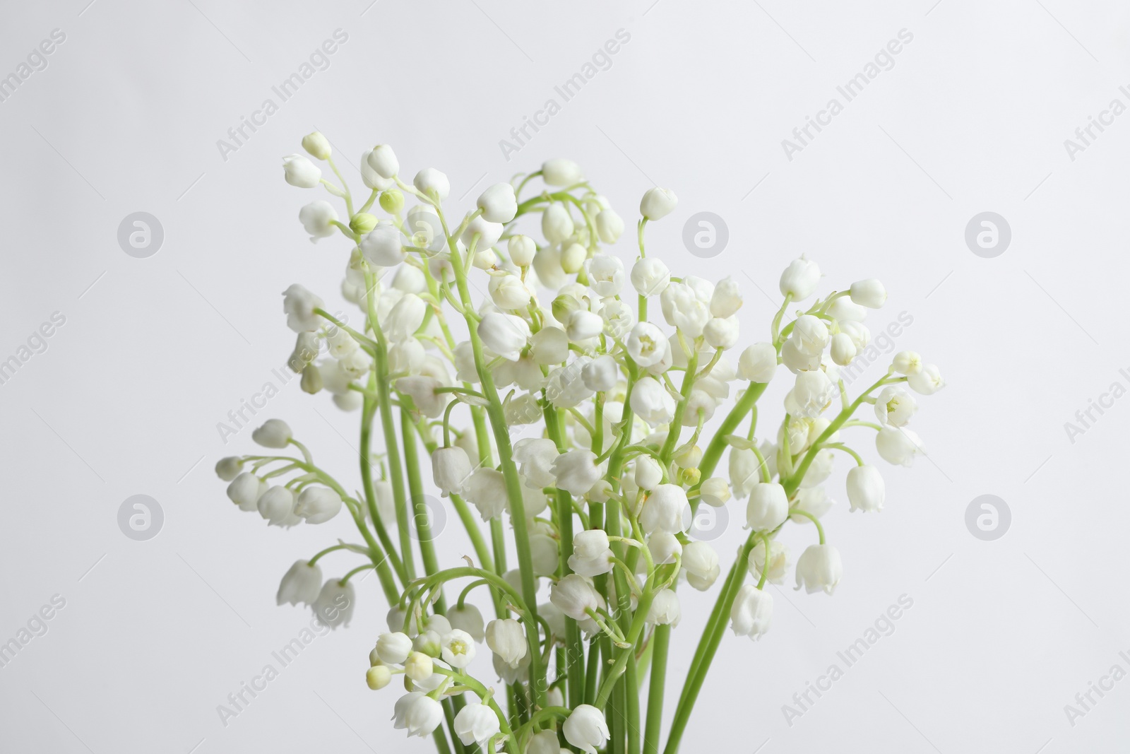 Photo of Beautiful lily of the valley flowers on light grey background, closeup