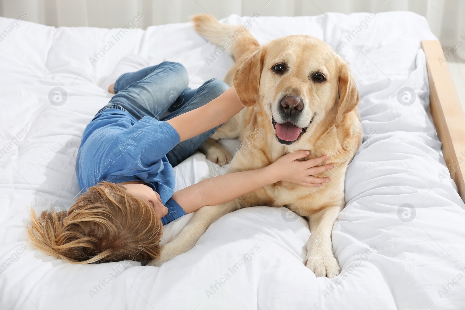 Photo of Cute little child with Golden Retriever on bed. Adorable pet