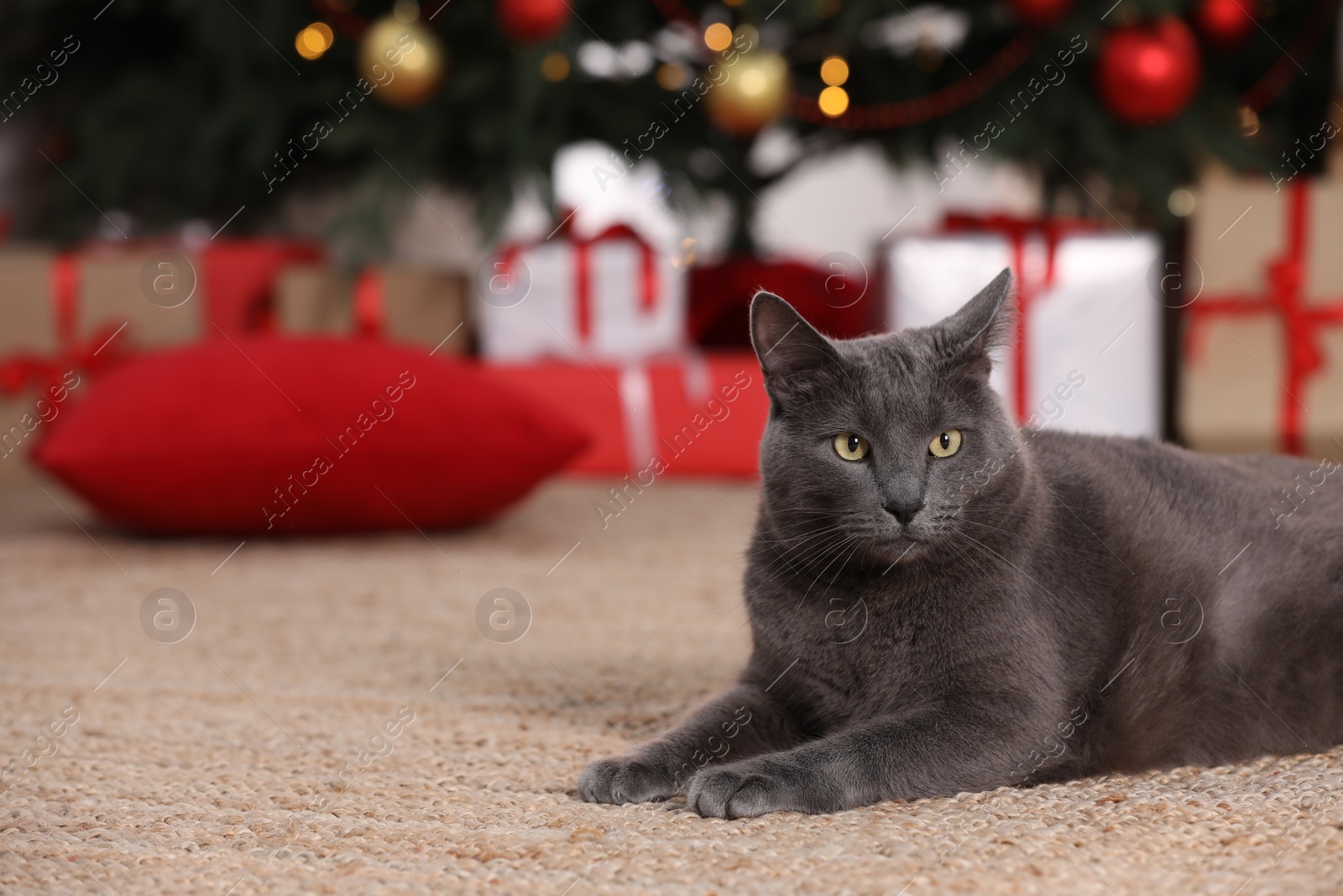 Photo of Cute cat in room decorated for Christmas