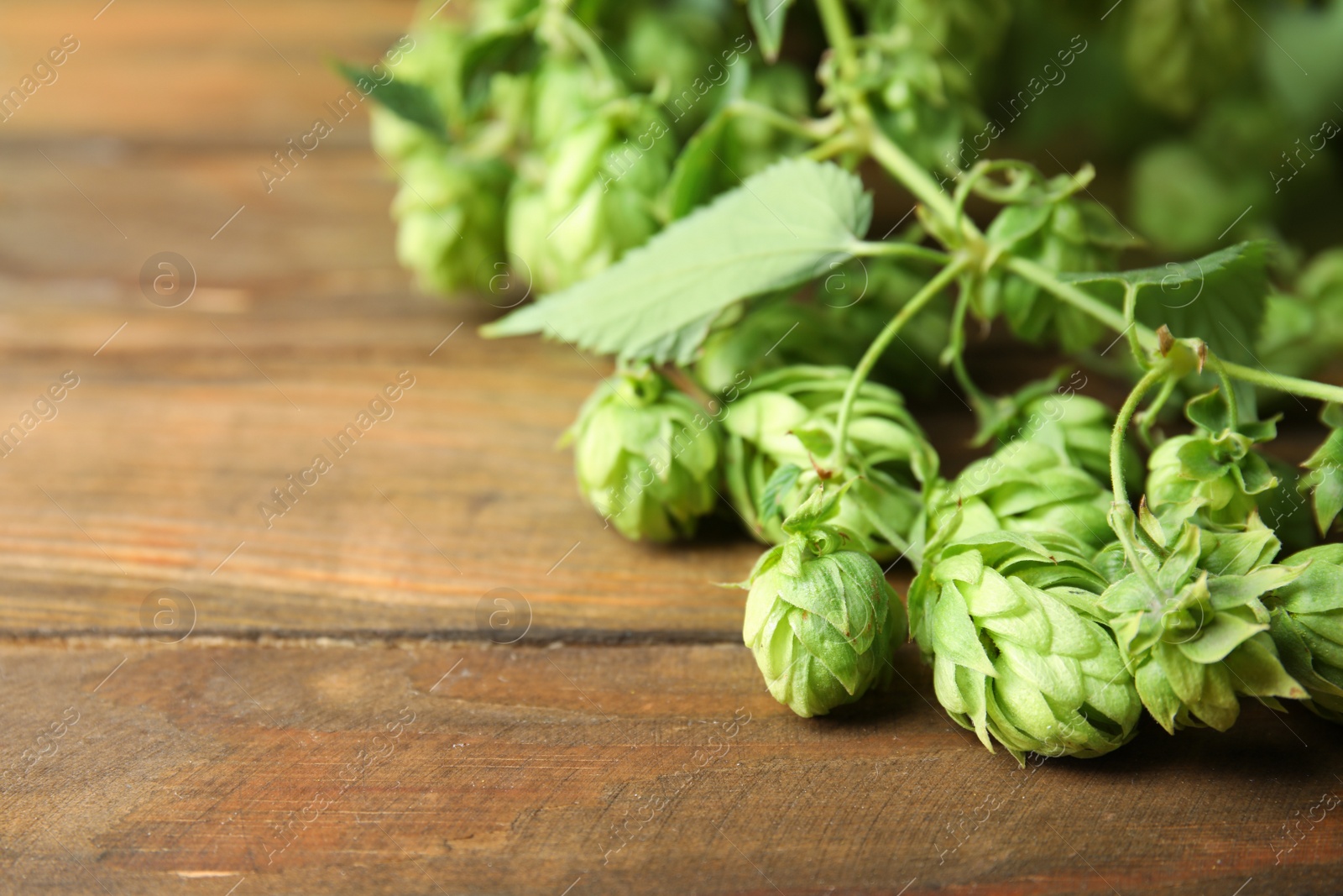 Photo of Fresh green hops and space for text on wooden table. Beer production