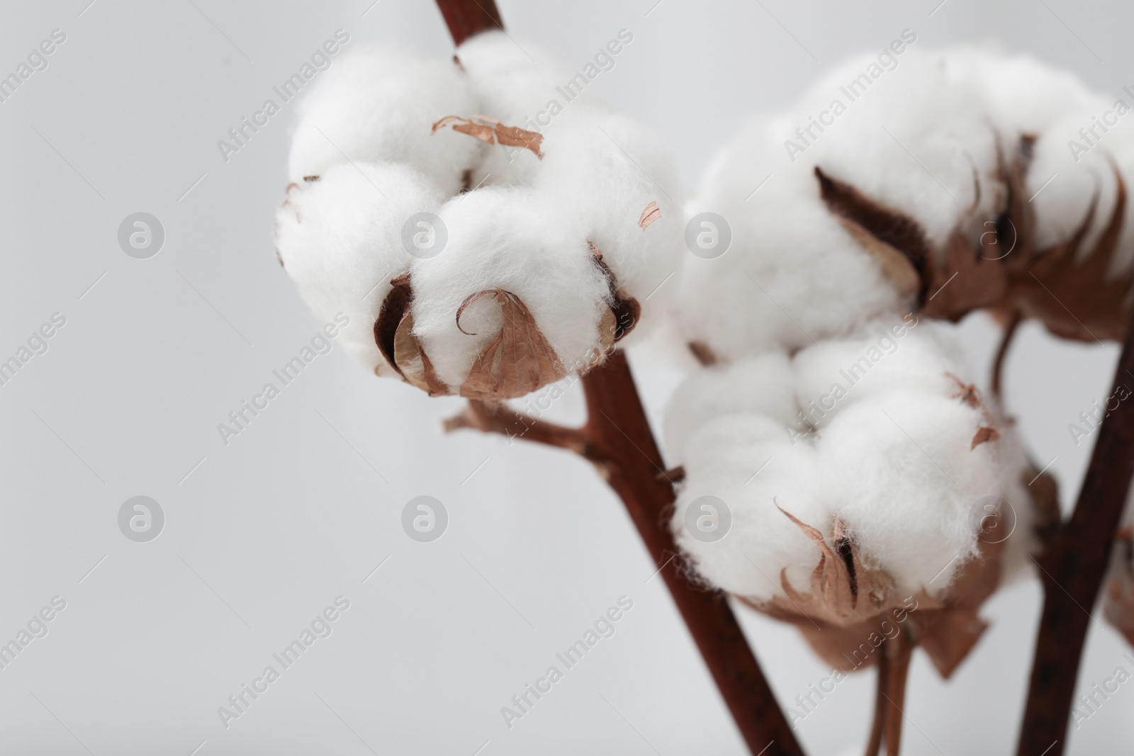 Photo of Cotton branches with fluffy flowers on light background, closeup. Space for text