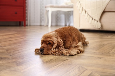 Cute Cocker Spaniel dog lying on warm floor indoors. Heating system