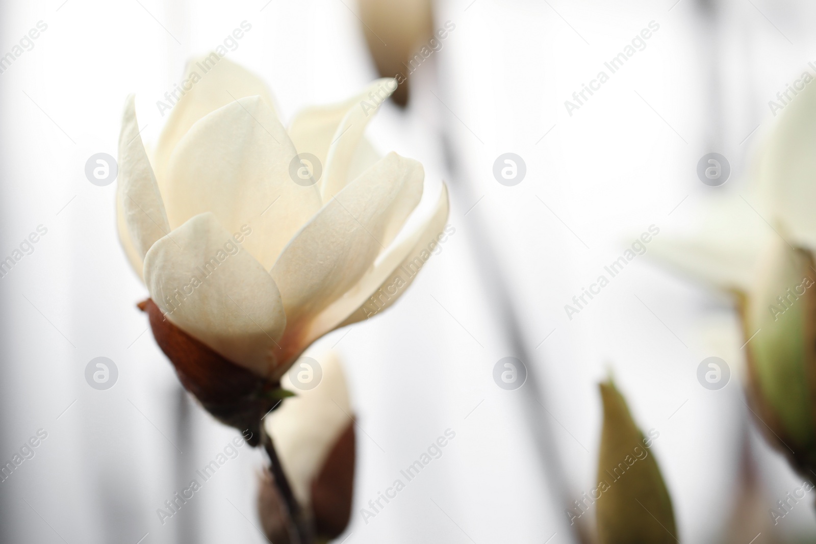 Photo of Closeup view of beautiful blooming magnolia tree outdoors. Space for text