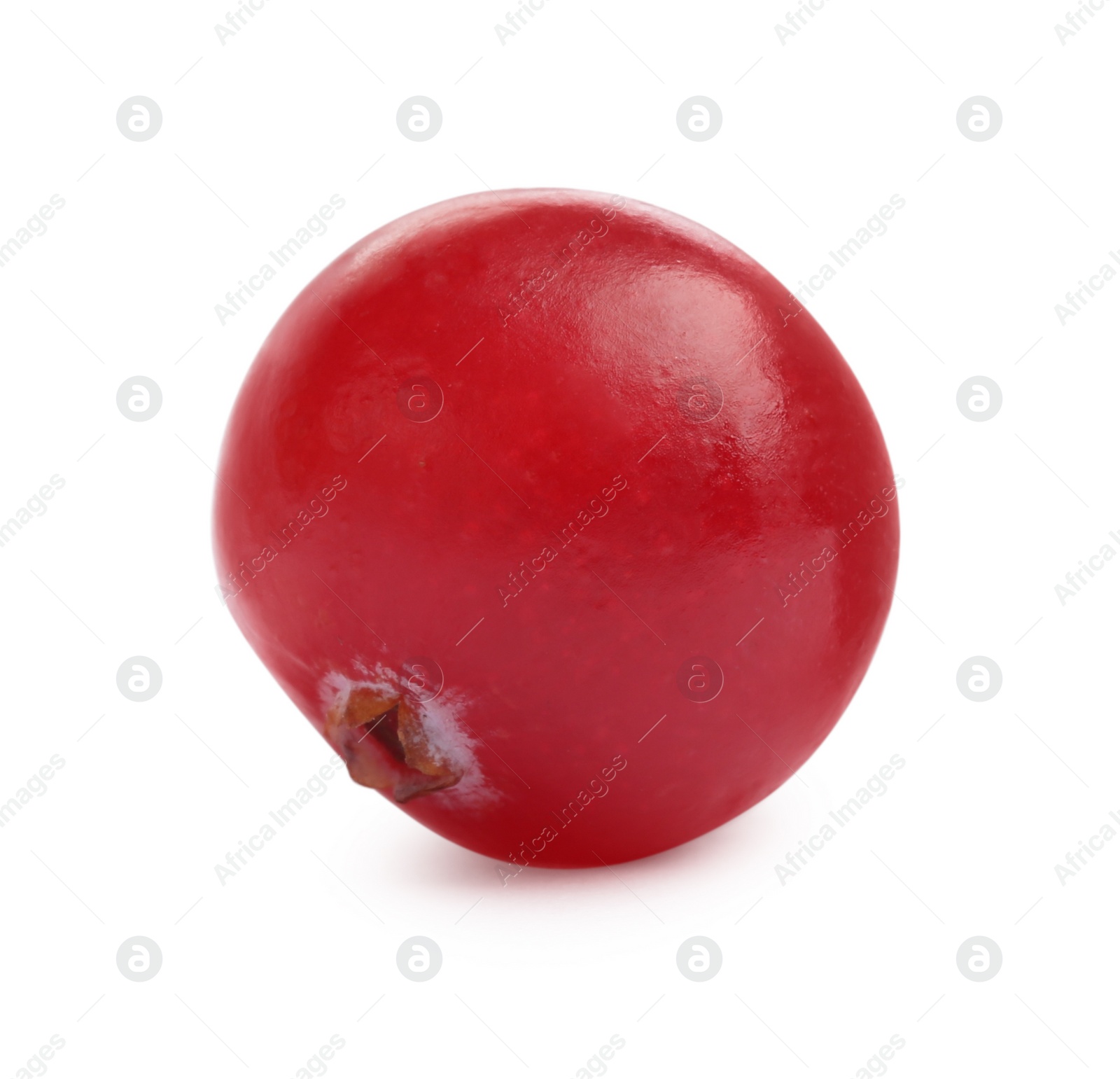 Photo of One fresh ripe cranberry isolated on white