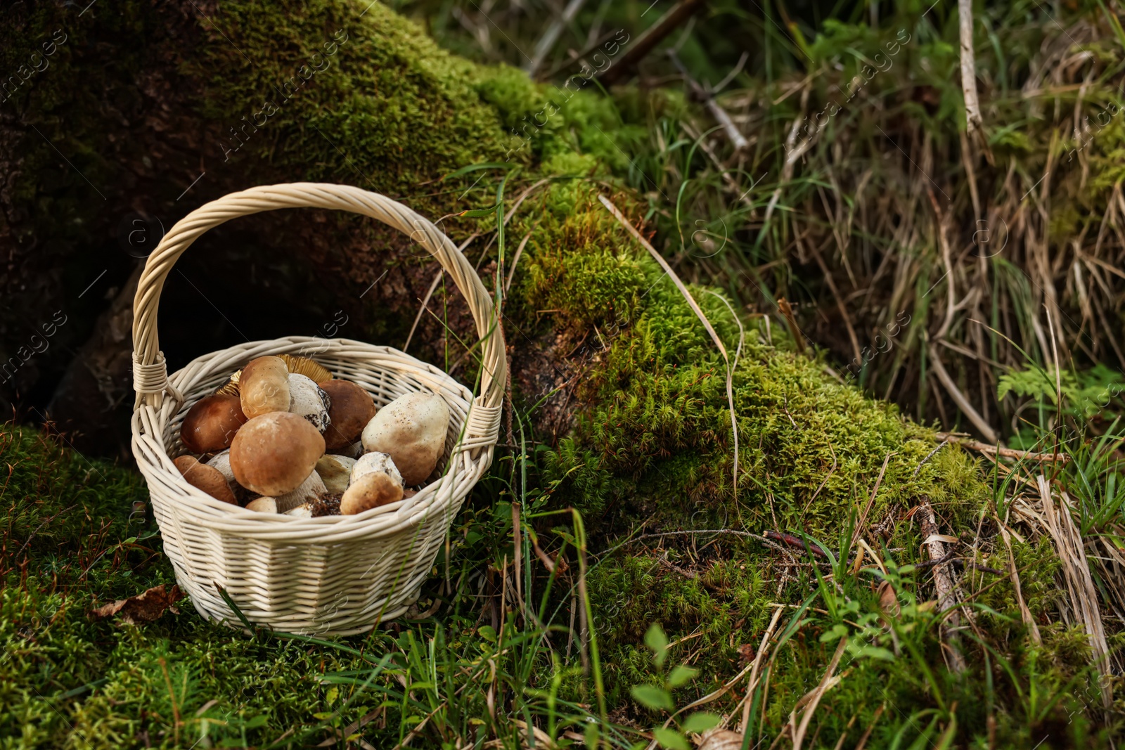 Photo of Basket full of fresh mushrooms in forest. Space for text