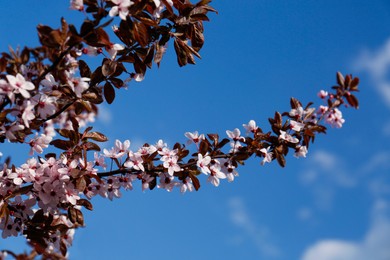 Photo of Branches of cherry tree with beautiful pink blossoms against blue sky, bottom view. Spring season