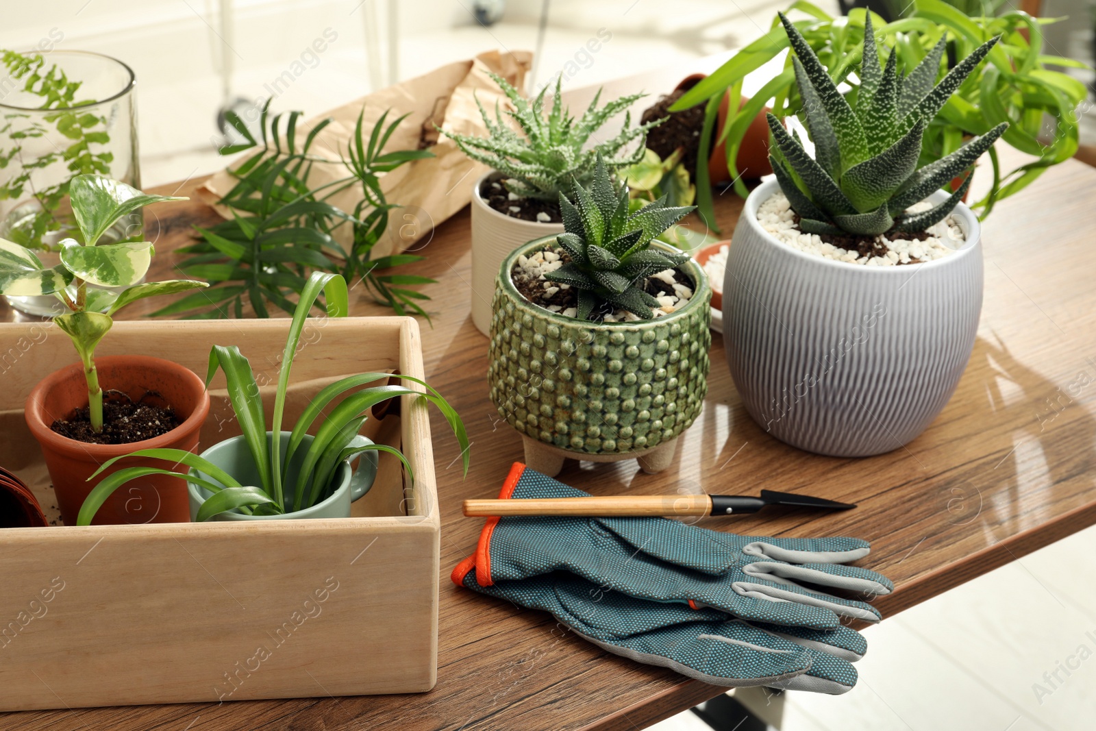 Photo of Houseplants and gardening tools on wooden table