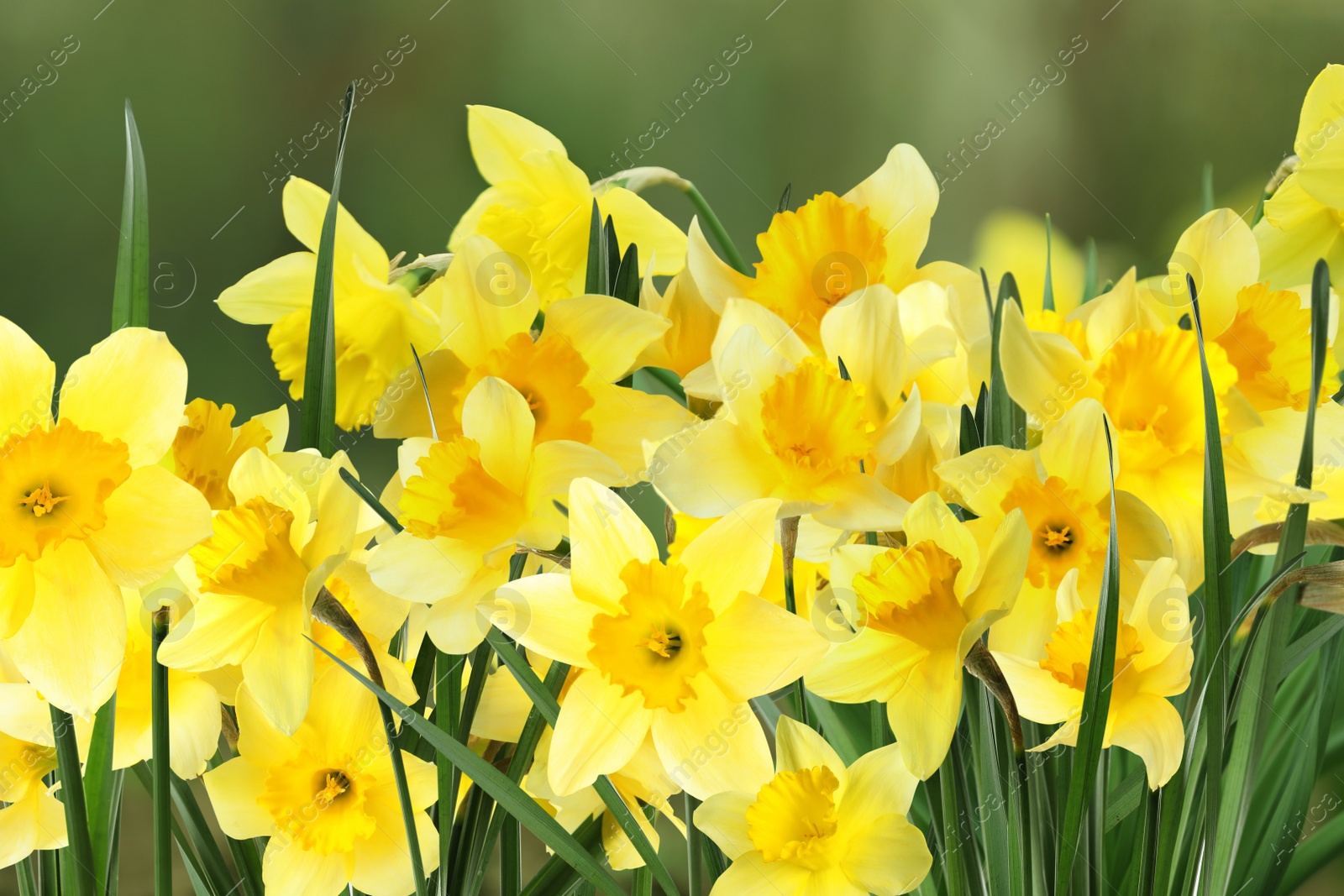 Image of Beautiful spring flowers outdoors on sunny day 