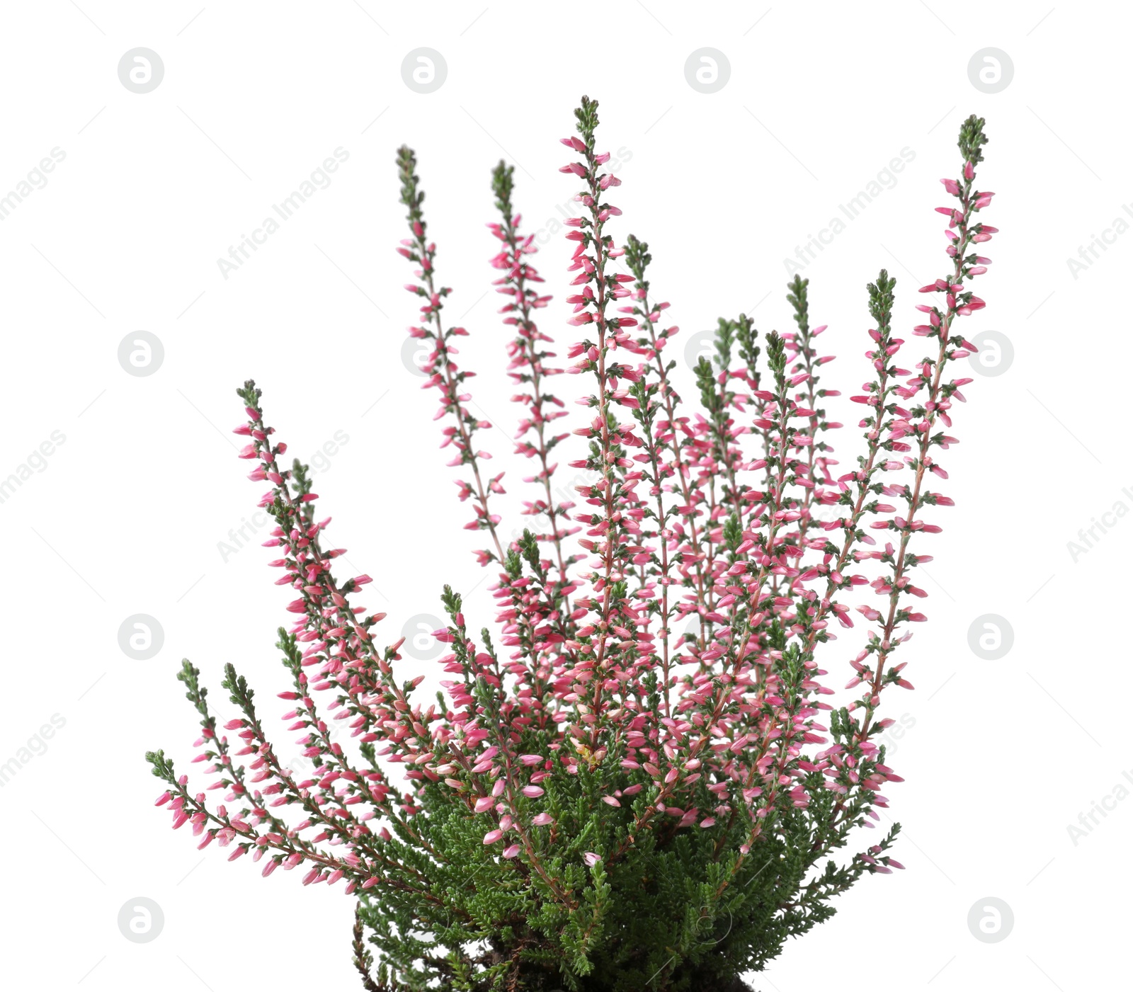 Photo of Heather with beautiful flowers on white background