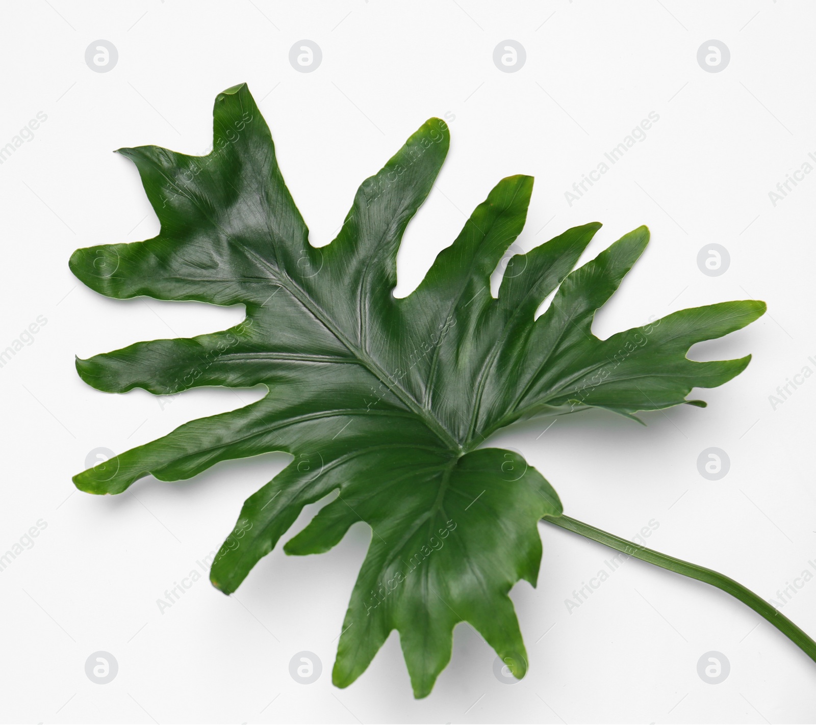 Photo of Beautiful tropical leaf on light background, top view