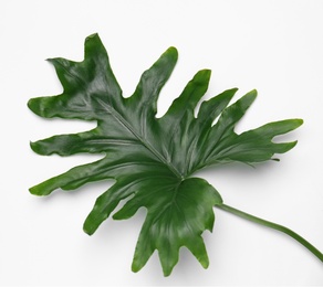 Photo of Beautiful tropical leaf on light background, top view