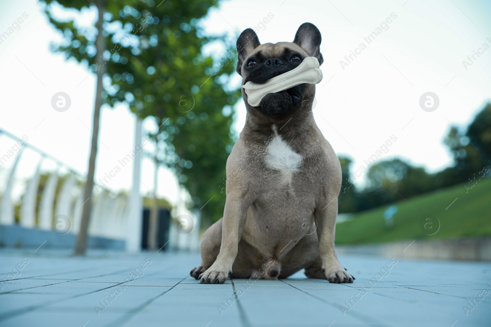 Photo of Cute French bulldog with bone treat outdoors, space for text. Lovely pet