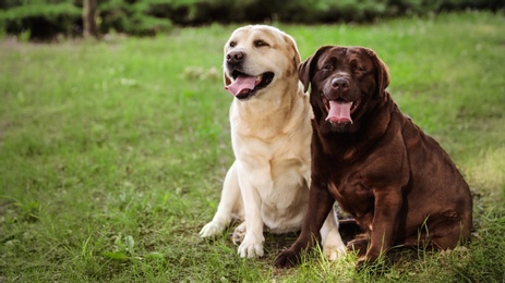 Photo of Cute Labrador Retriever dogs on green grass in summer park. Space for text