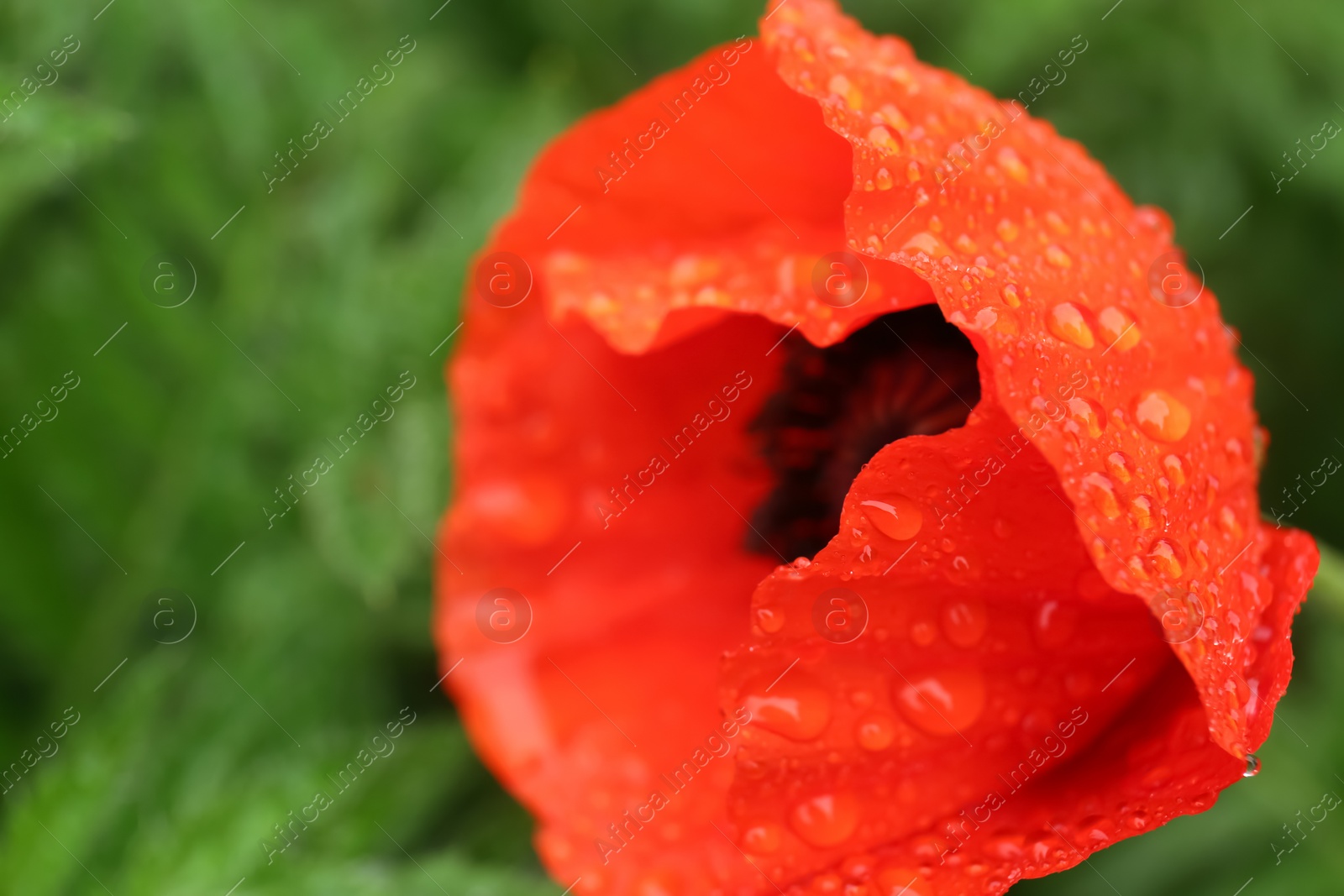 Photo of Beautiful poppy flower with dew drops outdoors, closeup. Space for text