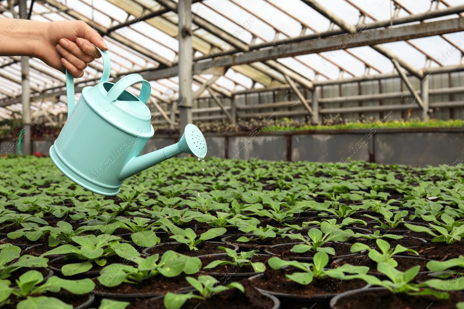 Photo of Woman watering fresh growing seedlings in greenhouse, closeup. Space for text