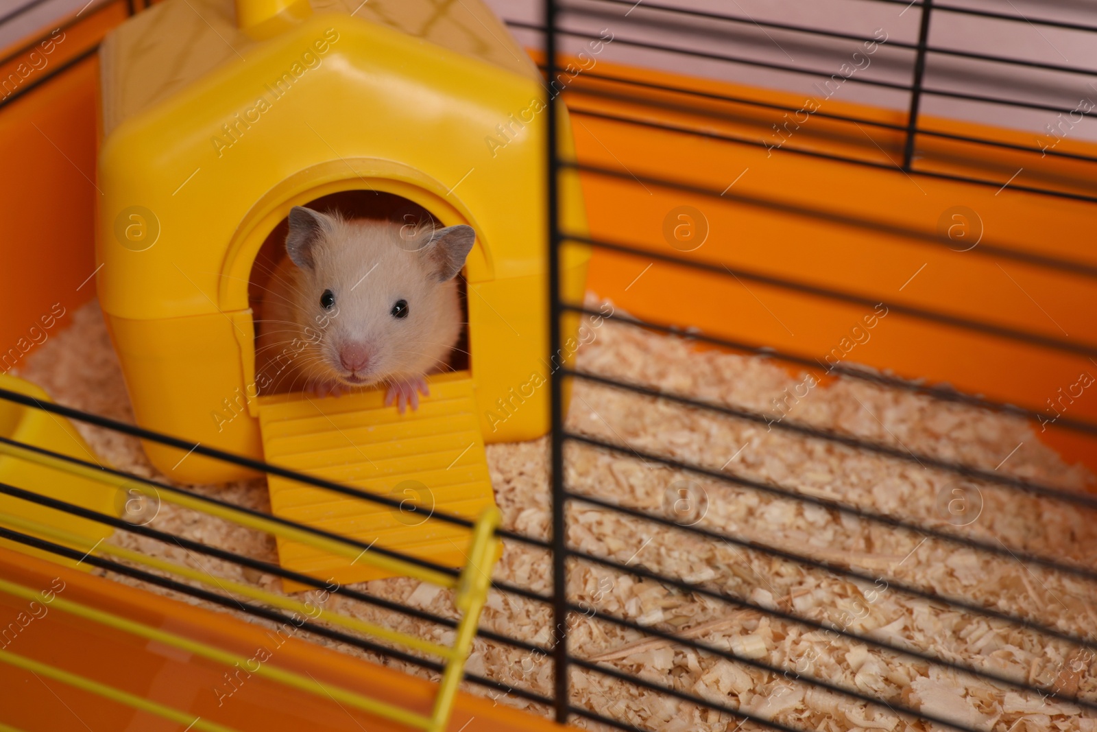 Photo of Cute little hamster inside decorative house in open cage