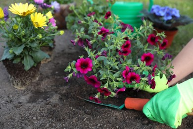 Photo of Woman in gardening gloves planting beautiful blooming flowers outdoors, closeup