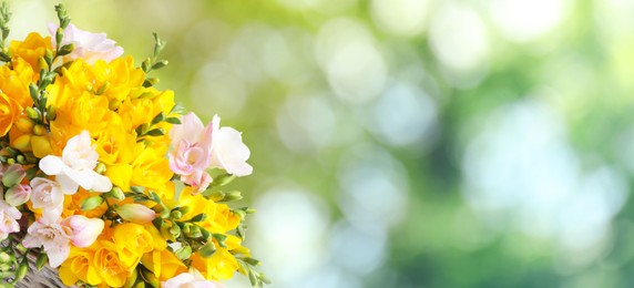 Image of Beautiful freesia flowers outdoors on sunny day, space for text. Banner design