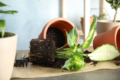 Photo of Home plants and empty pots on table indoors. Transplantation process