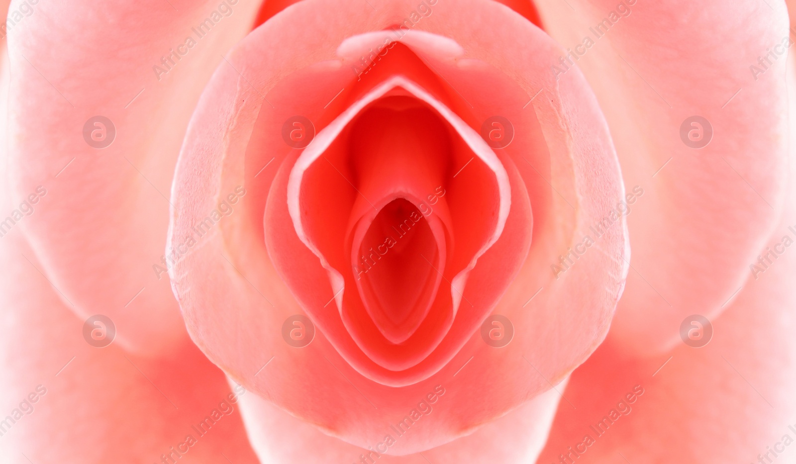 Image of Erotic metaphor design. Rose bud with petals resembling vulva. Beautiful flower as background, closeup