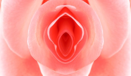 Image of Erotic metaphor design. Rose bud with petals resembling vulva. Beautiful flower as background, closeup
