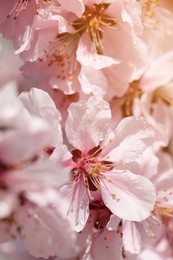 Photo of Beautiful cherry tree blossoms with dew drops outdoors on spring day, closeup