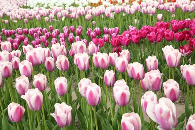 Beautiful colorful tulip flowers growing in field