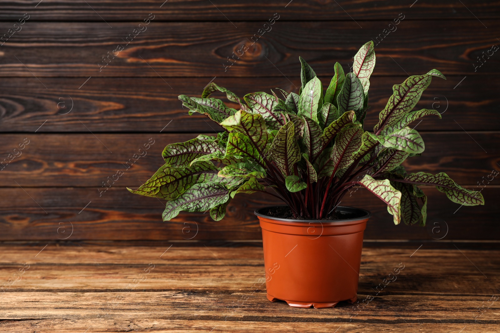 Photo of Sorrel plant in pot on wooden table