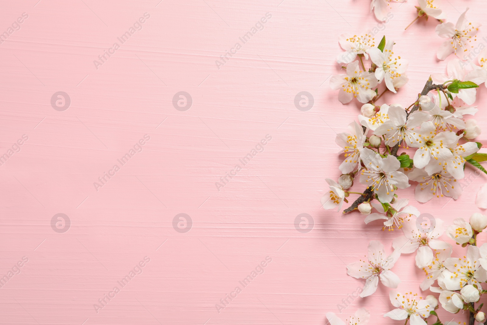 Photo of Beautiful spring flowers as border on pink wooden background, flat lay. Space for text