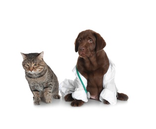 Cute dog in uniform with stethoscope as veterinarian and cat on white background