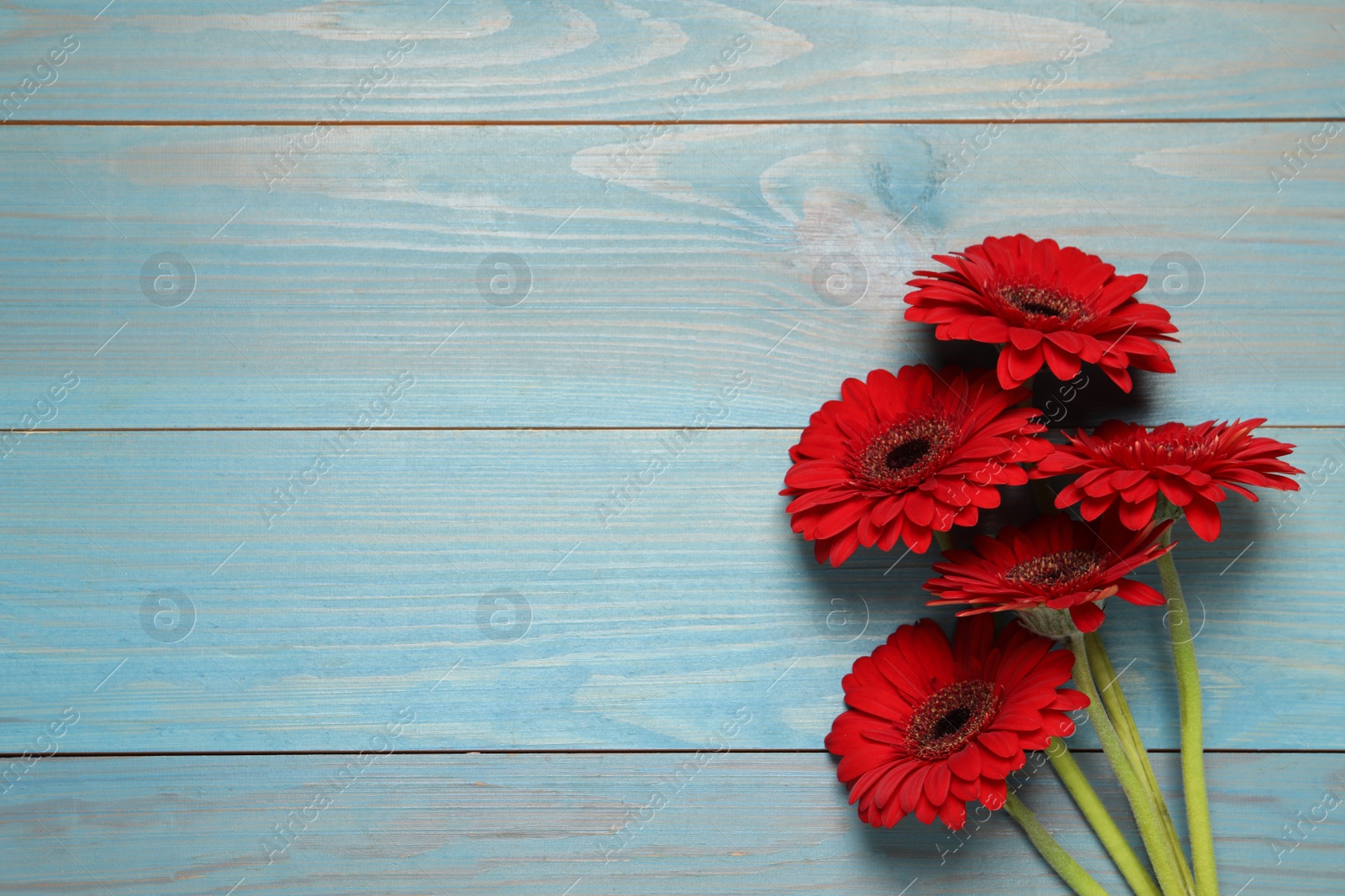 Photo of Beautiful bright gerbera flowers on light blue wooden background, top view. Space for text