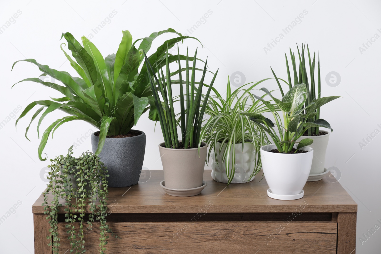 Photo of Green houseplants in pots on wooden chest of drawers near white wall