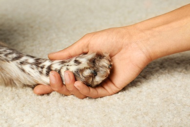 Photo of Woman holding dog's paw on light carpet, closeup view