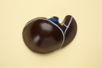 Photo of Model of liver on beige background, top view