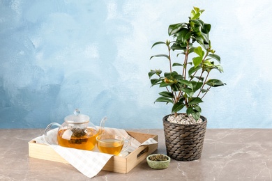 Small shrub, tableware and bowl with dry tea on table