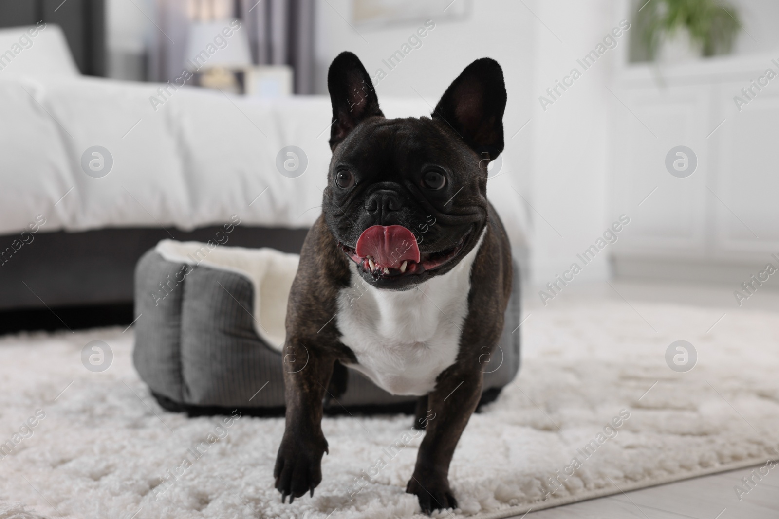 Photo of Adorable French Bulldog in room. Lovely pet