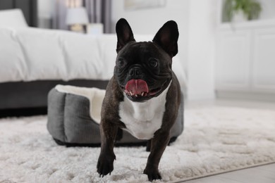 Photo of Adorable French Bulldog in room. Lovely pet