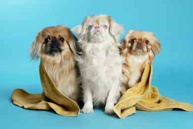 Photo of Cute Pekingese dogs with towel on light blue background. Pet hygiene