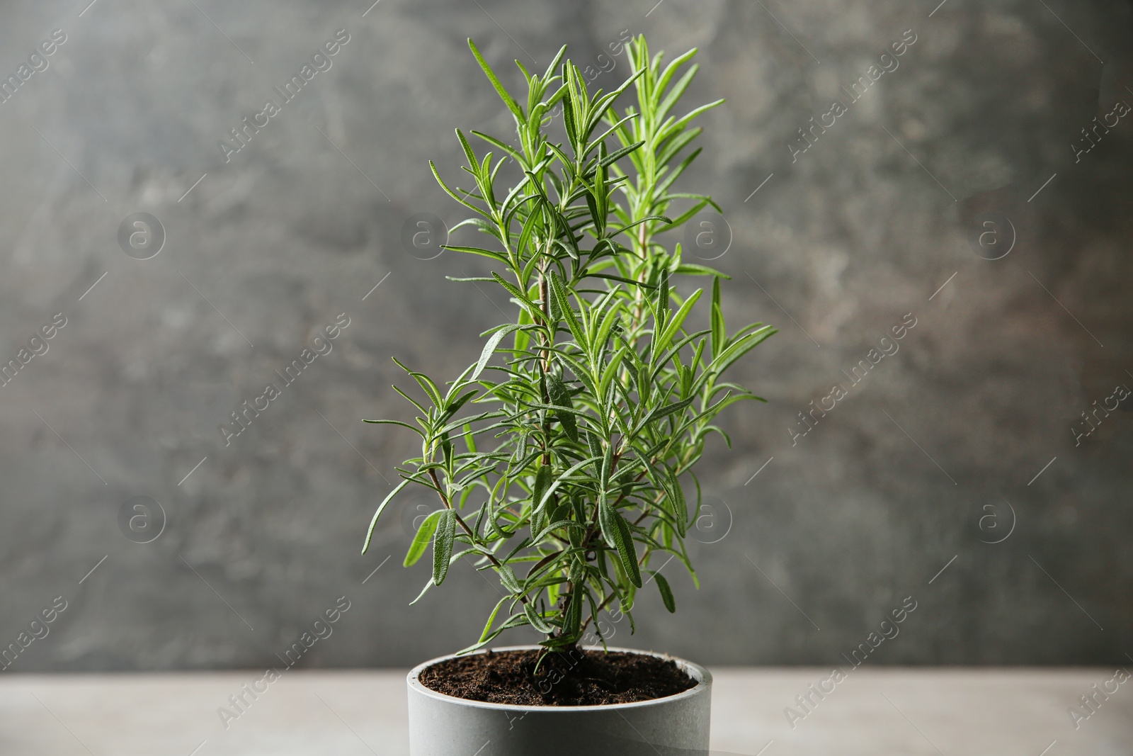 Photo of Pot with green rosemary bush against grey background