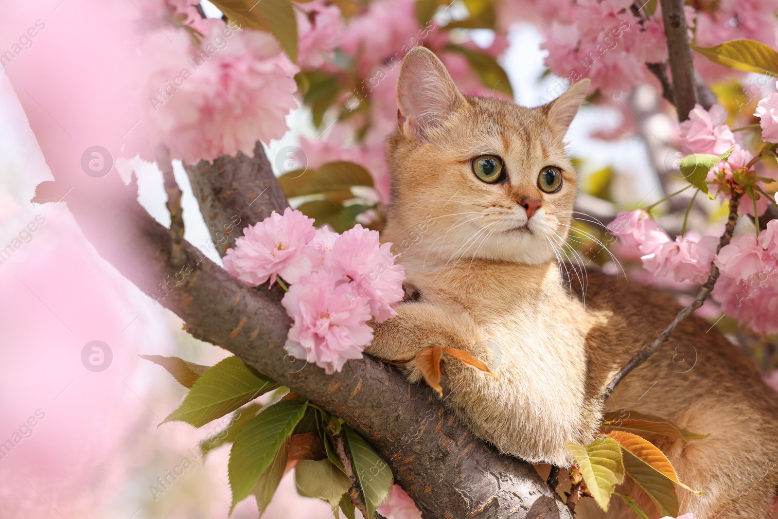 Photo of Cute cat on spring tree branch with beautiful blossoms outdoors