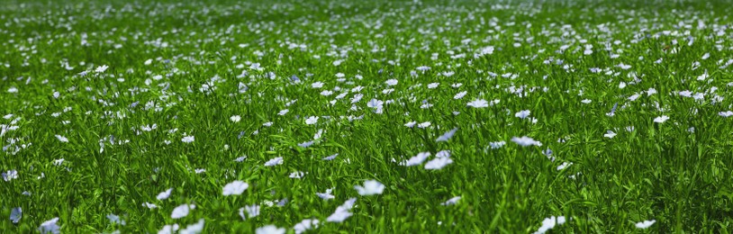 Image of Picturesque view of beautiful blooming flax field. Banner design